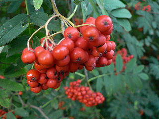 By ULg, Sart Tilman, Liège  [Public domain], via Wikimedia Commons