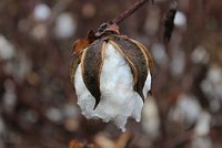 /album/materials-used/cotton-boll-nearly-ready-for-harvest-jpg/
