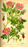/album/the-natural-world/a147px-illustration-rosa-majalis0-jpg/