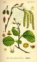 /album/the-natural-world/a293px-illustration-alnus-glutinosa0-jpg/