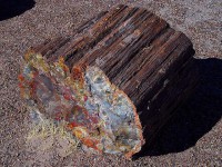 /album/the-natural-world/a640px-petrifiedwood-jpg/