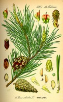 /album/materials-used/a297px-illustration-pinus-sylvestris0-jpg/