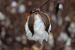 By Michael Bass-Deschenes (Commons User bassdeschenes) (Cotton husk) [CC BY 2.0 (https://creativecommons.org/licenses/by/2.0)], via Wikimedia Commons