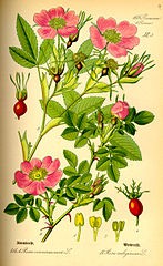 "Illustration Rosa majalis0". Licensed under Public Domain via Wikimedia Commons - https://commons.wikimedia.org/wiki/File:Illustration_Rosa_majalis0.jpg#/media/File:Illustration_Rosa_majalis0.jpg