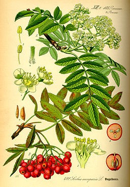"Illustration Sorbus aucuparia0" by Walter Müller - Liste der Bücher von Thomé, Otto Wilhelm. Licensed under Public Domain via Wikimedia Commons - https://commons.wikimedia.org/wiki/File:Illustration_Sorbus_aucuparia0.jpg#/media/File:Illustration_Sorbus_au