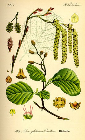"Illustration Alnus glutinosa0". Licensed under Public Domain via Wikimedia Commons - https://commons.wikimedia.org/wiki/File:Illustration_Alnus_glutinosa0.jpg#/media/File:Illustration_Alnus_glutinosa0.jpg