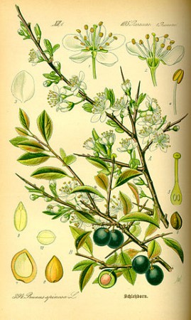 "Illustration Prunus spinosa0". Licensed under Public Domain via Wikimedia Commons - https://commons.wikimedia.org/wiki/File:Illustration_Prunus_spinosa0.jpg#/media/File:Illustration_Prunus_spinosa0.jpg