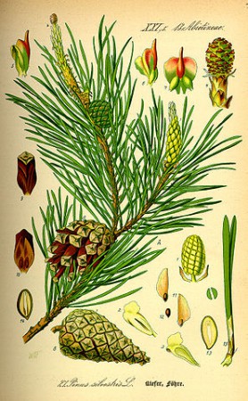 "Illustration Pinus sylvestris0". Licensed under Public Domain via Wikimedia Commons - https://commons.wikimedia.org/wiki/File:Illustration_Pinus_sylvestris0.jpg#/media/File:Illustration_Pinus_sylvestris0.jpg